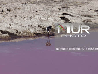 Birds are drinking pink water from a dry part of Lake Chalco-Xico in the State of Mexico. This Sunday marks World Earth Day, which the Unite...