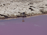 Birds are drinking pink water from a dry part of Lake Chalco-Xico in the State of Mexico. This Sunday marks World Earth Day, which the Unite...