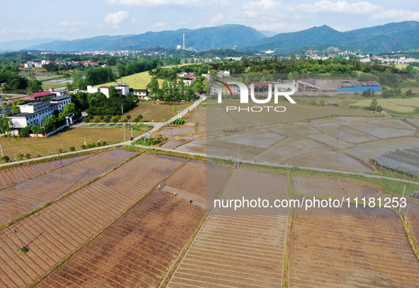 Farmers are tilling and ridging their taro fields in Xianghua Village, Tangdong Street, Zixing City, Hunan Province, Central China, on April...