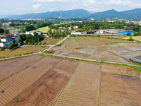 Farmers are tilling and ridging their taro fields in Xianghua Village, Tangdong Street, Zixing City, Hunan Province, Central China, on April...