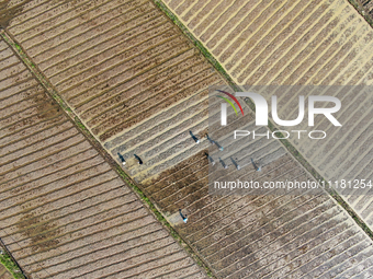 Farmers are tilling and ridging their taro fields in Xianghua village, Tangdong Street, Zixing City, China, on April 26, 2024. (