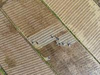 Farmers are tilling and ridging their taro fields in Xianghua village, Tangdong Street, Zixing City, China, on April 26, 2024. (