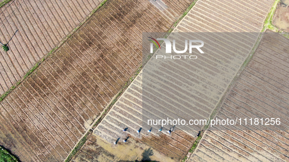 Farmers are tilling and ridging their taro fields in Xianghua village, Tangdong Street, Zixing City, China, on April 26, 2024. 