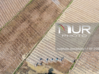 Farmers are tilling and ridging their taro fields in Xianghua village, Tangdong Street, Zixing City, China, on April 26, 2024. (