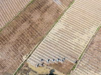 Farmers are tilling and ridging their taro fields in Xianghua village, Tangdong Street, Zixing City, China, on April 26, 2024. (