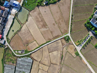 Farmers are tilling and ridging their taro fields in Xianghua Village, Tangdong Street, Zixing City, Hunan Province, Central China, on April...