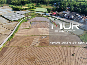 Farmers are tilling and ridging their taro fields in Xianghua village, Tangdong Street, Zixing City, China, on April 26, 2024. (