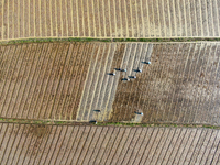 Farmers are tilling and ridging their taro fields in Xianghua Village, Tangdong Street, Zixing City, Hunan Province, Central China, on April...