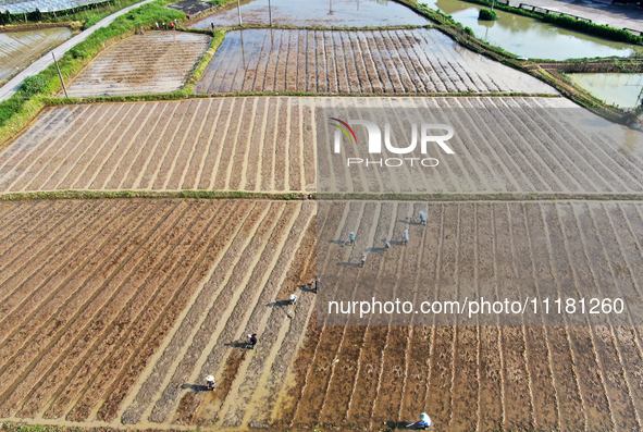 Farmers are tilling and ridging their taro fields in Xianghua Village, Tangdong Street, Zixing City, Hunan Province, Central China, on April...