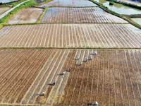 Farmers are tilling and ridging their taro fields in Xianghua Village, Tangdong Street, Zixing City, Hunan Province, Central China, on April...