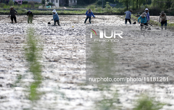 Farmers are tilling and ridging their taro fields in Xianghua village, Tangdong Street, Zixing City, Hunan Province, Central China, on April...