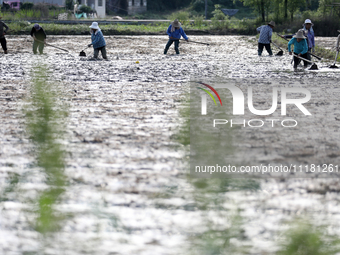 Farmers are tilling and ridging their taro fields in Xianghua village, Tangdong Street, Zixing City, Hunan Province, Central China, on April...