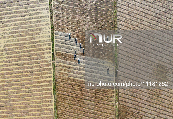 Farmers are tilling and ridging their taro fields in Xianghua village, Tangdong Street, Zixing City, China, on April 26, 2024. 