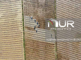 Farmers are tilling and ridging their taro fields in Xianghua village, Tangdong Street, Zixing City, China, on April 26, 2024. (