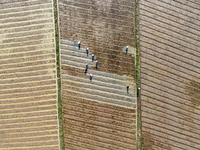 Farmers are tilling and ridging their taro fields in Xianghua village, Tangdong Street, Zixing City, China, on April 26, 2024. (