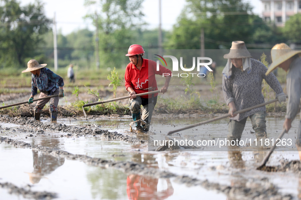 Farmers are tilling and ridging their taro fields in Xianghua Village, Tangdong Street, Zixing City, Hunan Province, Central China, on April...