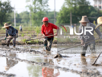 Farmers are tilling and ridging their taro fields in Xianghua Village, Tangdong Street, Zixing City, Hunan Province, Central China, on April...