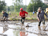 Farmers are tilling and ridging their taro fields in Xianghua Village, Tangdong Street, Zixing City, Hunan Province, Central China, on April...