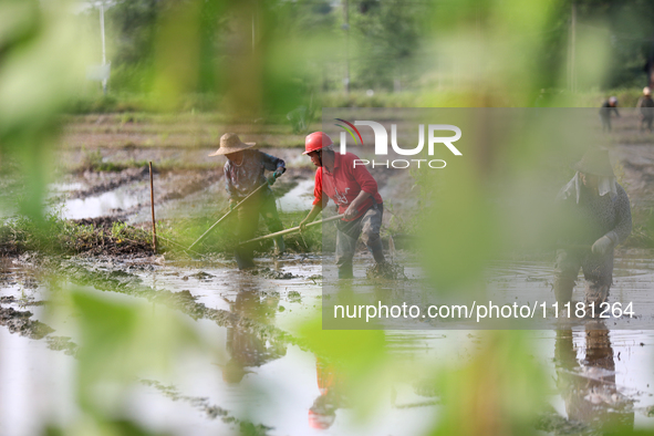 Farmers are tilling and ridging their taro fields in Xianghua Village, Tangdong Street, Zixing City, Hunan Province, Central China, on April...