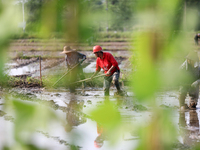 Farmers are tilling and ridging their taro fields in Xianghua Village, Tangdong Street, Zixing City, Hunan Province, Central China, on April...