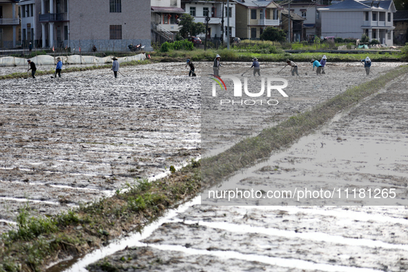 Farmers are tilling and ridging their taro fields in Xianghua Village, Tangdong Street, Zixing City, Hunan Province, Central China, on April...