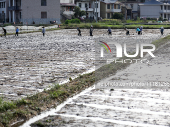 Farmers are tilling and ridging their taro fields in Xianghua Village, Tangdong Street, Zixing City, Hunan Province, Central China, on April...