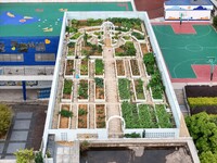 In Nanning, China, on April 28, 2024, the ''sky vegetable garden + garden'' on the roof of a primary school is providing teachers and studen...