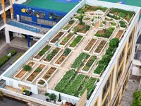 Students and teachers are experiencing farming in the ''sky vegetable garden + garden'' on the roof of a primary school in Nanning, Guangxi...