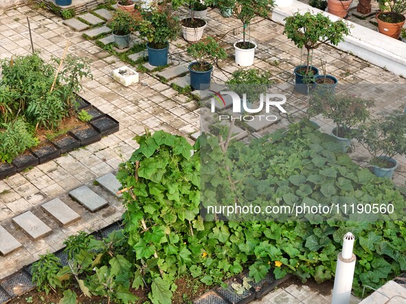 In Nanning, China, on April 28, 2024, the ''sky vegetable garden + garden'' on the roof of a primary school is providing teachers and studen...