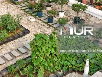 In Nanning, China, on April 28, 2024, the ''sky vegetable garden + garden'' on the roof of a primary school is providing teachers and studen...