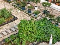 In Nanning, China, on April 28, 2024, the ''sky vegetable garden + garden'' on the roof of a primary school is providing teachers and studen...