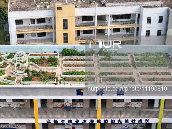 Students and teachers are experiencing farming in the ''sky vegetable garden + garden'' on the roof of a primary school in Nanning, Guangxi...