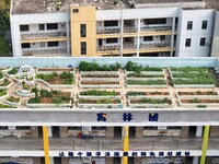 Students and teachers are experiencing farming in the ''sky vegetable garden + garden'' on the roof of a primary school in Nanning, Guangxi...