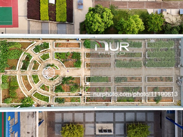 Students are experiencing farming in the ''sky vegetable garden + garden'' on the roof of a primary school in Nanning, Guangxi province, Chi...