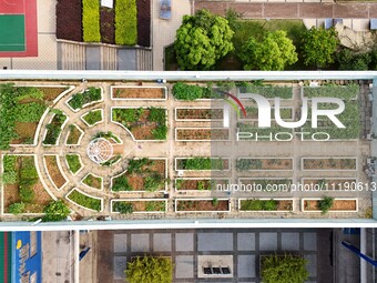 Students are experiencing farming in the ''sky vegetable garden + garden'' on the roof of a primary school in Nanning, Guangxi province, Chi...