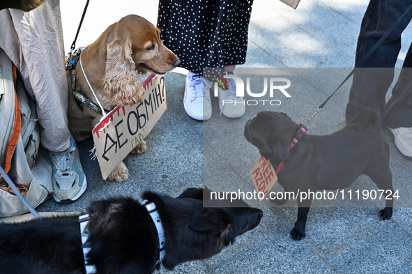 Dogs are holding placards during the FreeAzov action in support of the military detained in Russian captivity, at the square by the Taras Sh...