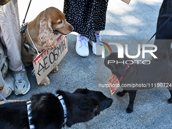 Dogs are holding placards during the FreeAzov action in support of the military detained in Russian captivity, at the square by the Taras Sh...