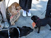 Dogs are holding placards during the FreeAzov action in support of the military detained in Russian captivity, at the square by the Taras Sh...