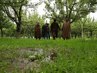 Kashmiri farmers are inspecting their orchards that have been washed away by flash floods in Nathipora Sopore, District Baramulla, Jammu and...