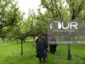 Kashmiri farmers are inspecting their orchards that have been washed away by flash floods in Nathipora Sopore, District Baramulla, Jammu and...