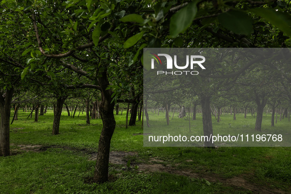 Kashmiri farmers are inspecting their orchards that have been washed away by flash floods in Nathipora Sopore, District Baramulla, Jammu and...