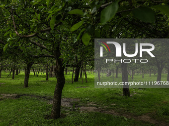 Kashmiri farmers are inspecting their orchards that have been washed away by flash floods in Nathipora Sopore, District Baramulla, Jammu and...