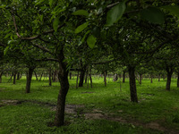 Kashmiri farmers are inspecting their orchards that have been washed away by flash floods in Nathipora Sopore, District Baramulla, Jammu and...