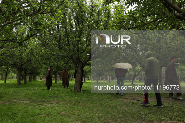 Kashmiri farmers are inspecting their orchards that have been washed away by flash floods in Nathipora Sopore, District Baramulla, Jammu and...