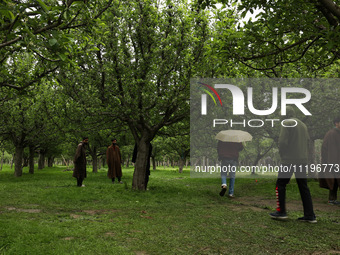 Kashmiri farmers are inspecting their orchards that have been washed away by flash floods in Nathipora Sopore, District Baramulla, Jammu and...