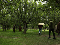 Kashmiri farmers are inspecting their orchards that have been washed away by flash floods in Nathipora Sopore, District Baramulla, Jammu and...