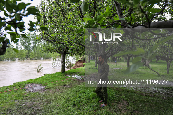 Kashmiri farmers are inspecting their orchards that have been washed away by flash floods in Nathipora Sopore, District Baramulla, Jammu and...