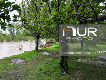 Kashmiri farmers are inspecting their orchards that have been washed away by flash floods in Nathipora Sopore, District Baramulla, Jammu and...