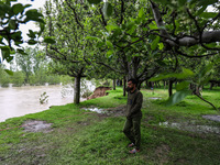 Kashmiri farmers are inspecting their orchards that have been washed away by flash floods in Nathipora Sopore, District Baramulla, Jammu and...