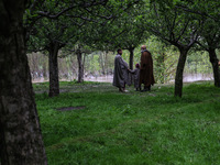 Kashmiri farmers are inspecting their orchards that have been washed away by flash floods in Nathipora Sopore, District Baramulla, Jammu and...